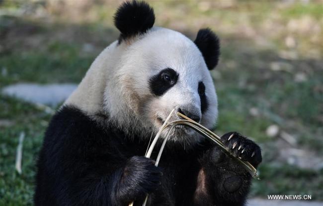 中国大熊猫启程赴芬兰 China's giant pandas leave for Finland