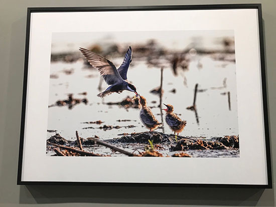 Bird-loving Photographer Calls on Society to Protect Wildlife