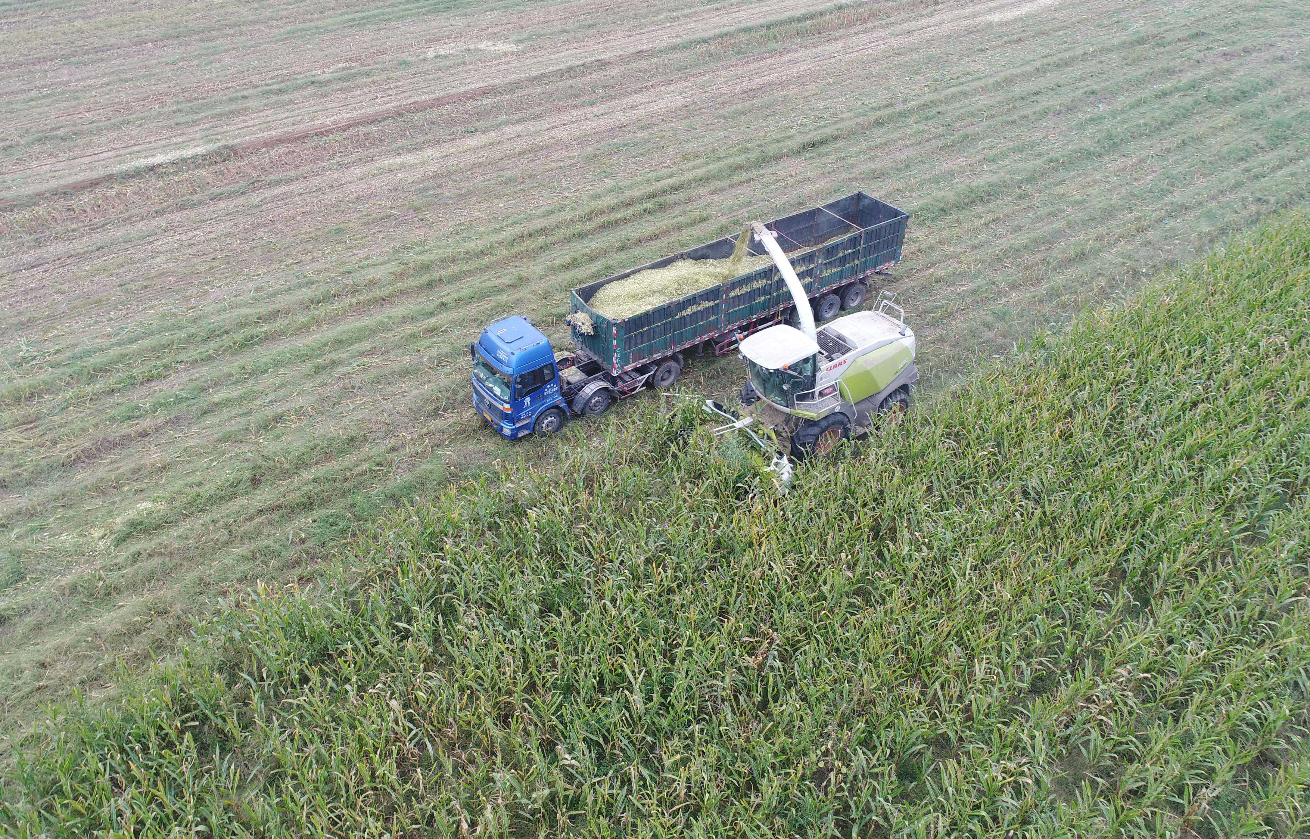File photo shows farmers harvest corn crops to produce silage. (Xinhua/Zhu Xudong)