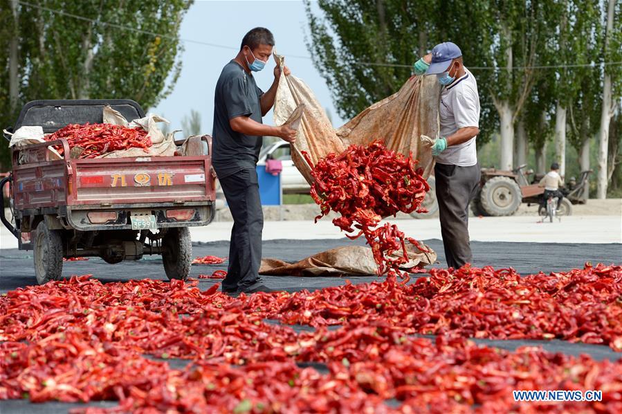 CHINA-XINJIANG-BOHU COUNTY-CHILI-HARVEST (CN) 