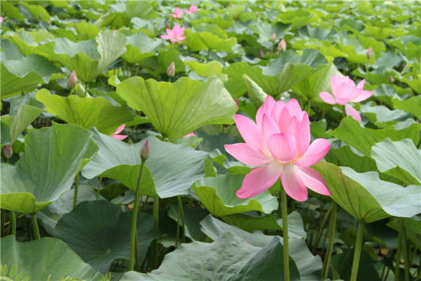 lotus