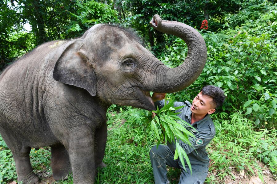 SW China's Yunnan: wild Asian elephants' sanctuary-China Story