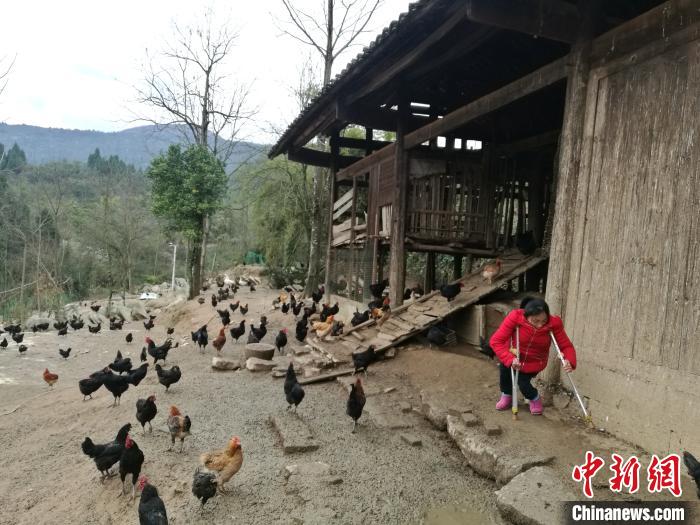 湖南“瓷娃娃”身残志坚创业养殖土鸡脱贫奔小康