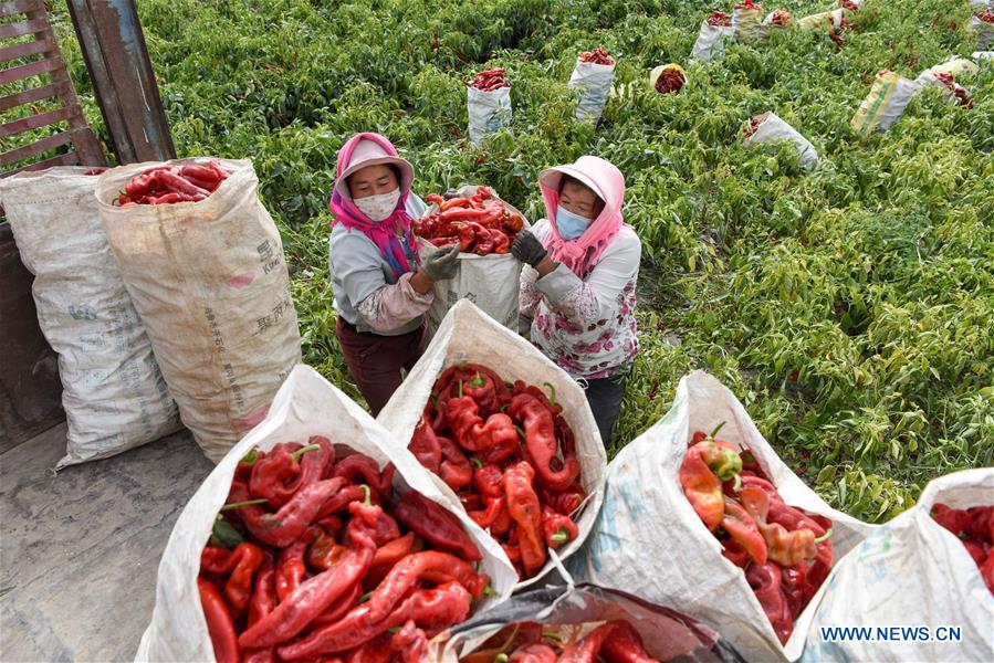 CHINA-XINJIANG-BOHU COUNTY-CHILI-HARVEST (CN) 