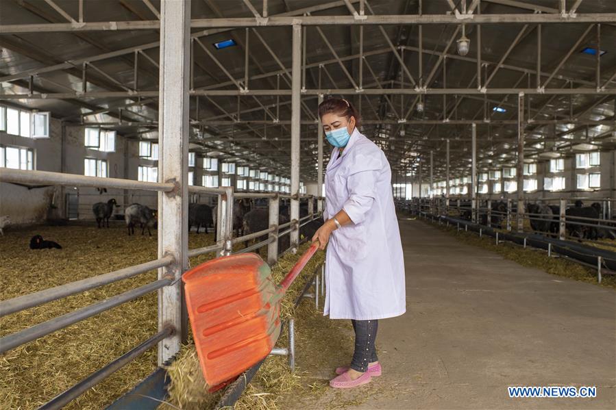 CHINA-XINJIANG-HOTAN-ANIMAL HUSBANDRY (CN)