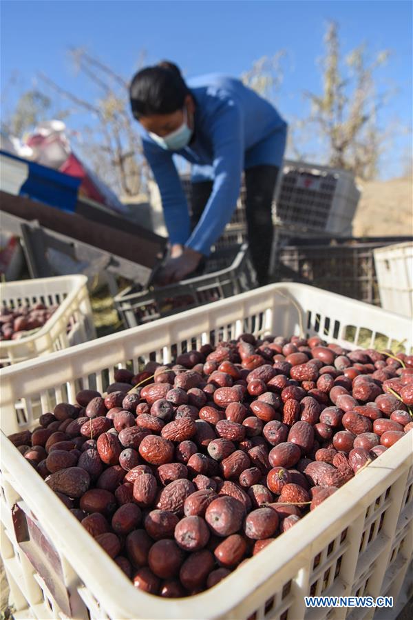 CHINA-XINJIANG-RED JUJUBE-HARVEST (CN)