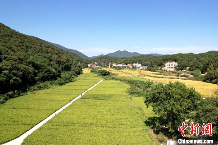 梁永英在军联村的水稻种植基地。 张金川 摄